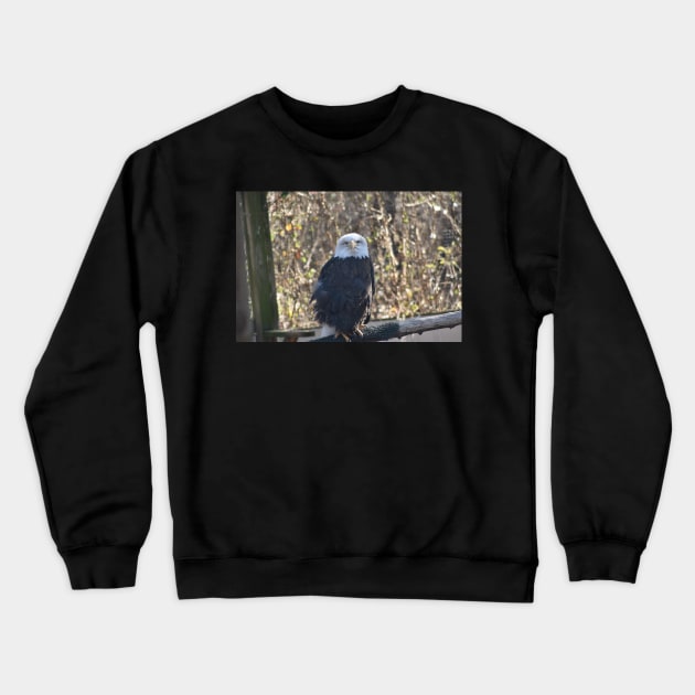 Bald Eagle Crewneck Sweatshirt by MarieDarcy